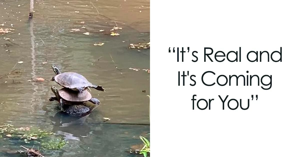 Turtle Memes: Slow, Steady, And Absolutely Amusing