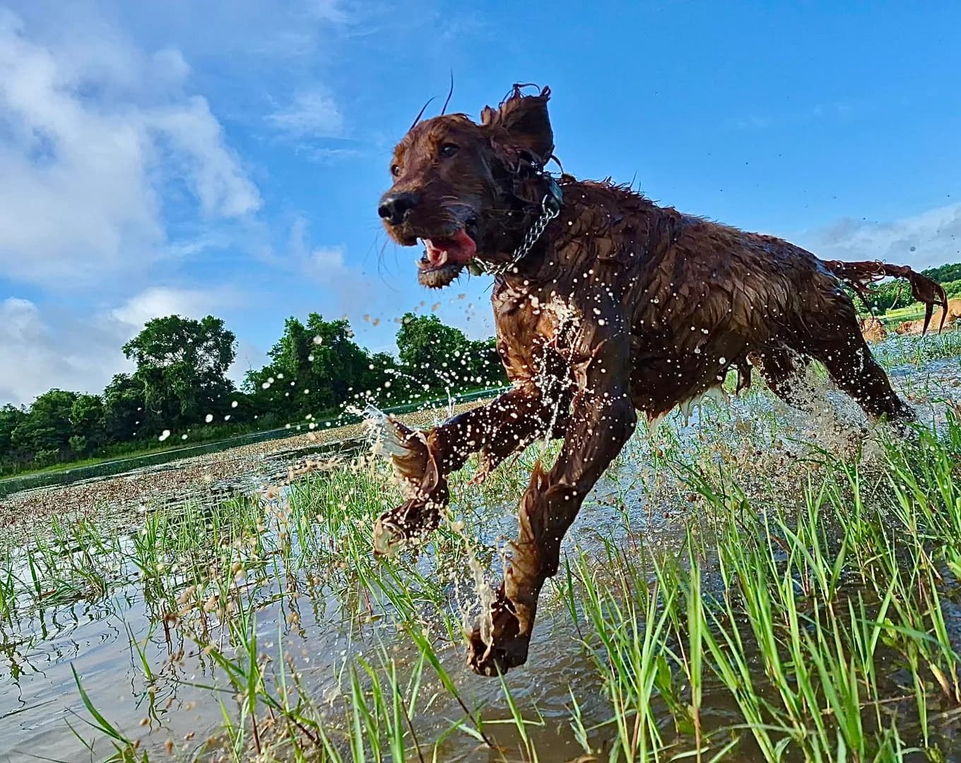 My dog goes on a weekly adventure hike - getting pictures of her having the time of her life while I’m in my boring office makes me so happy