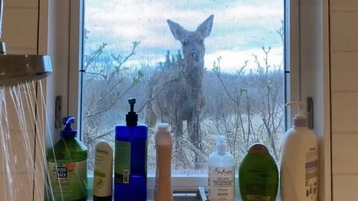 Adorable Pics That Are Basically The Opposite Of Doom Scrolling