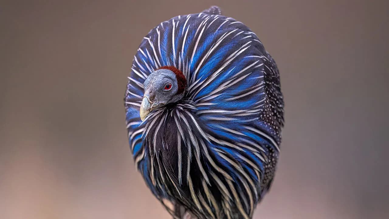 25 Winning Photos From The Biaza Photo Competition 2026 Celebrating Animal Conservation In Zoos