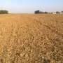 Temperature measurement error may cause climate-impact studies to understate impacts by 15% or more