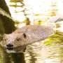 Beaver reintroduction improves peatland water storage and drought resilience