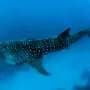 Sharks on the move expose the need for international conservation efforts