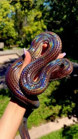 Sunbeam snake
