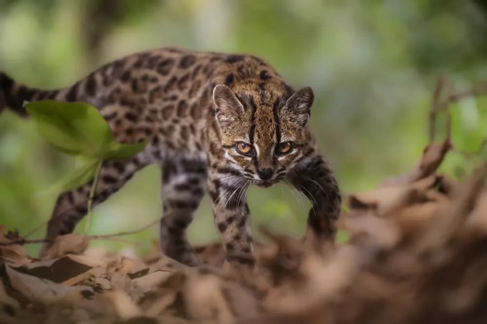 First new wild cat species identified in over 100 years, in Bolivia: the Tilcayo Cat