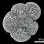 Fossil plankton shells reveal reduced nitrogen fixation in warmer oceans 3 million years ago