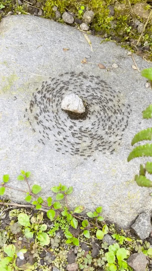 The Ant Death Spiral