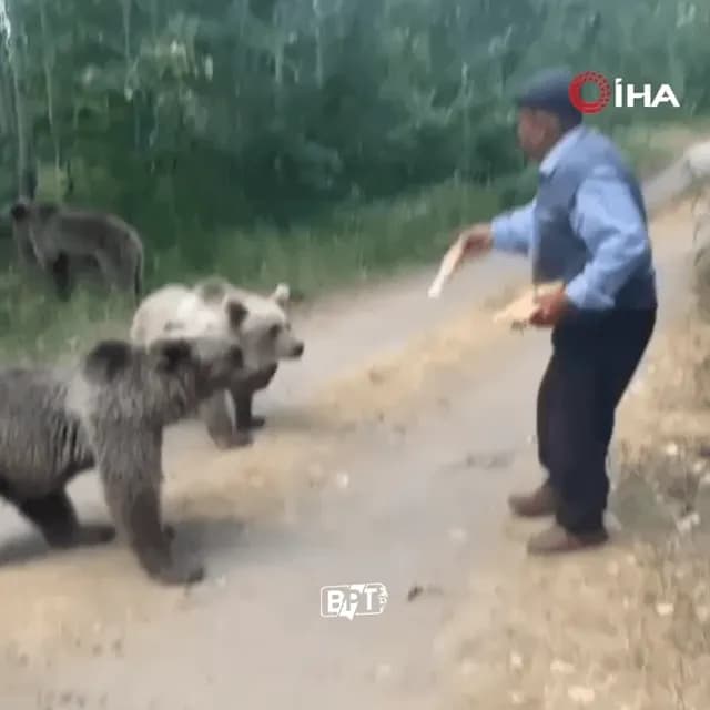 Turkish villager feeding the bear family