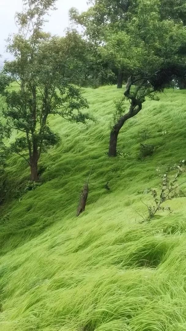 Vincent van Gogh would have painted a lovely picture of this.