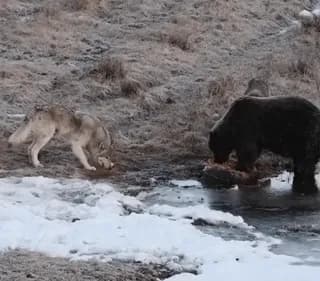 An American photographer filmed a wolf begging for food from a grizzly. The gray wolf saw the meat and in an instant turned into a playful puppy begging for a piece.