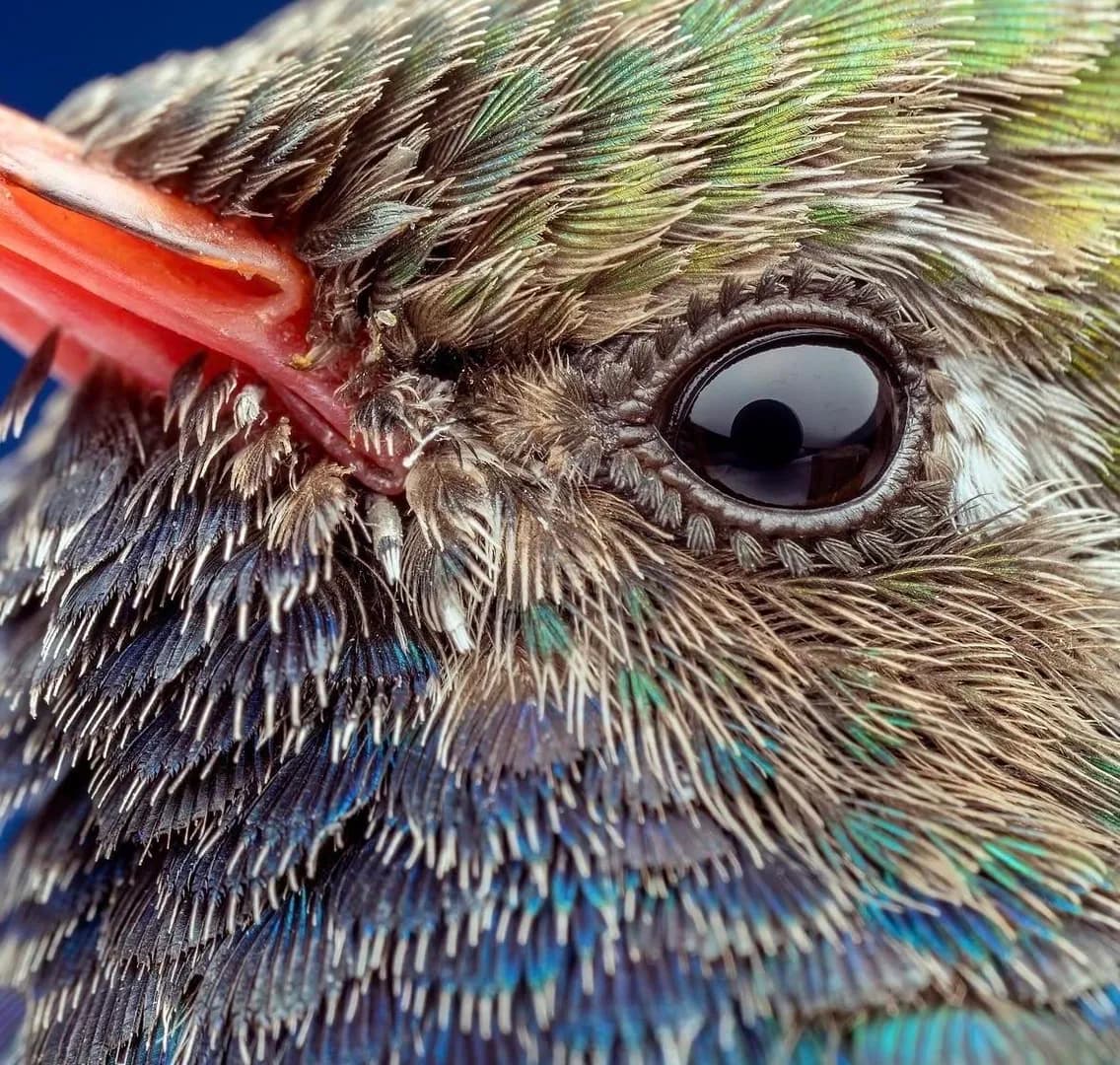 Hummingbird eyelashes are composed of tiny feathers