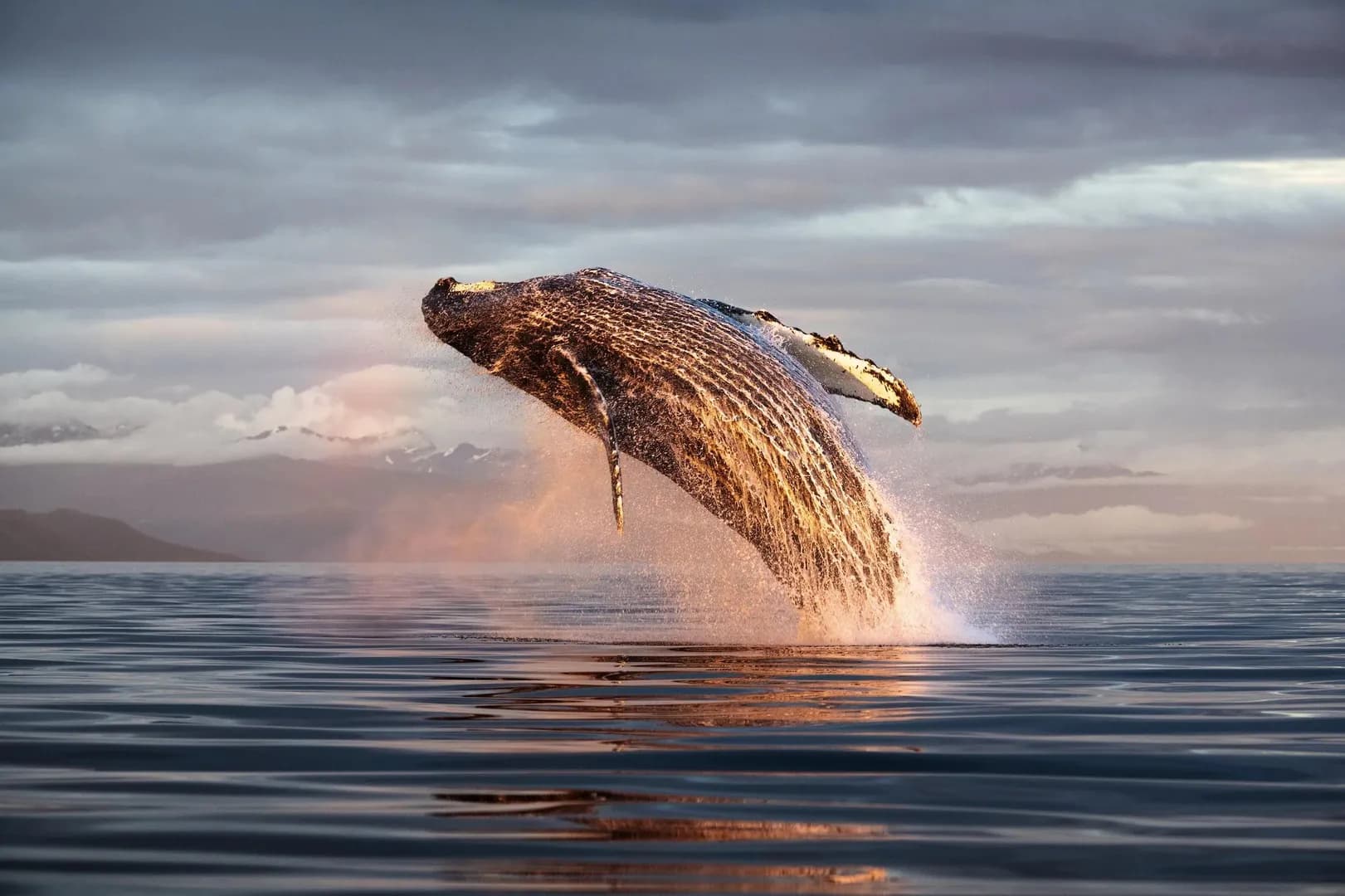 Up until 1986, whale oil was still being used for heavy-duty industrial needs when the International Whaling Commission declared a global moratorium on commercial whaling. Since then, the population o