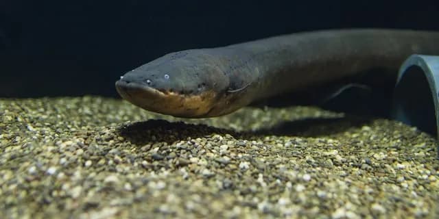 TIL all of the vital organs in an electric eel are crammed just behind the head, the other 80% of the body is dedicated to producing electricity