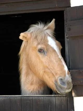 TIL in 2020 rumours circulated in France of horses and donkeys being killed and mutilated, with around 30 animals were reported mutilated. Journalistic investigations showed that it was "a collective