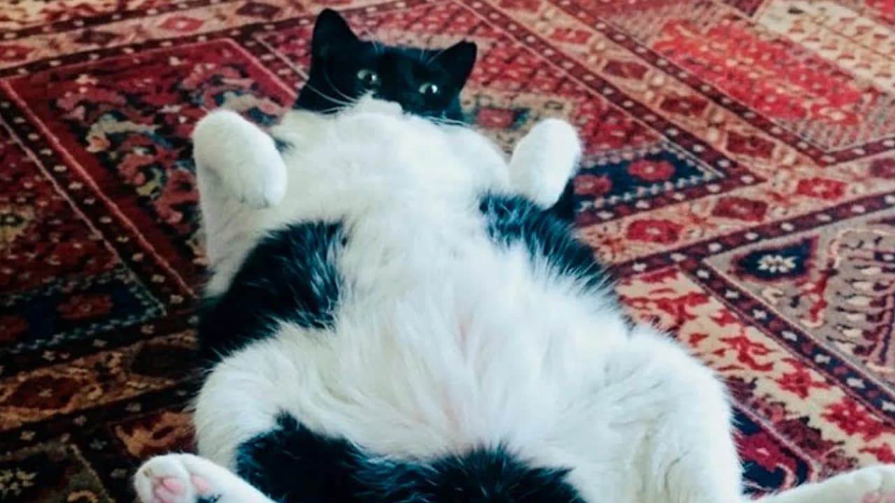 “I Can Relate To The Core”: 78 Animal Memes That Prove The Internet Was Made For This Exact Purpose