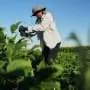 Scientists hope deeper-rooted soybeans can withstand climate extremes and store more carbon