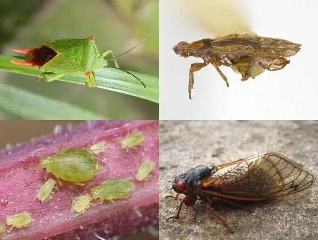 TIL the word bug has a specific definition, referring to a family of insects that have straw-like mouths.