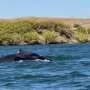 A humpback whale was spotted in a California river, 60 miles from its Pacific Ocean home