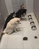 This four dogs have been taught to wait for their slower sibling, before starting their meal