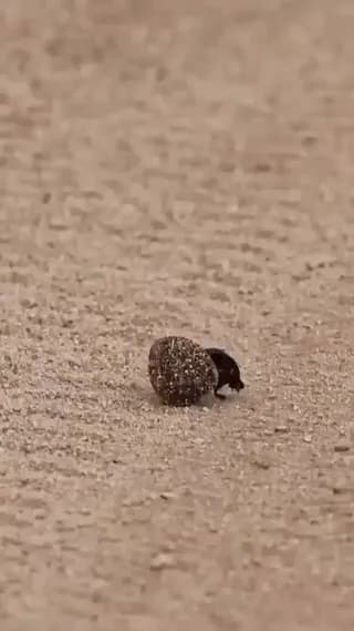 Brazilian jaguar curiously watches a dung beetle