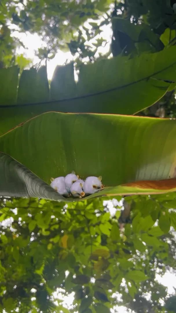 This is the Honduran white bat (Ectophylla alba) - one of Central America's most unique and fascinating bats