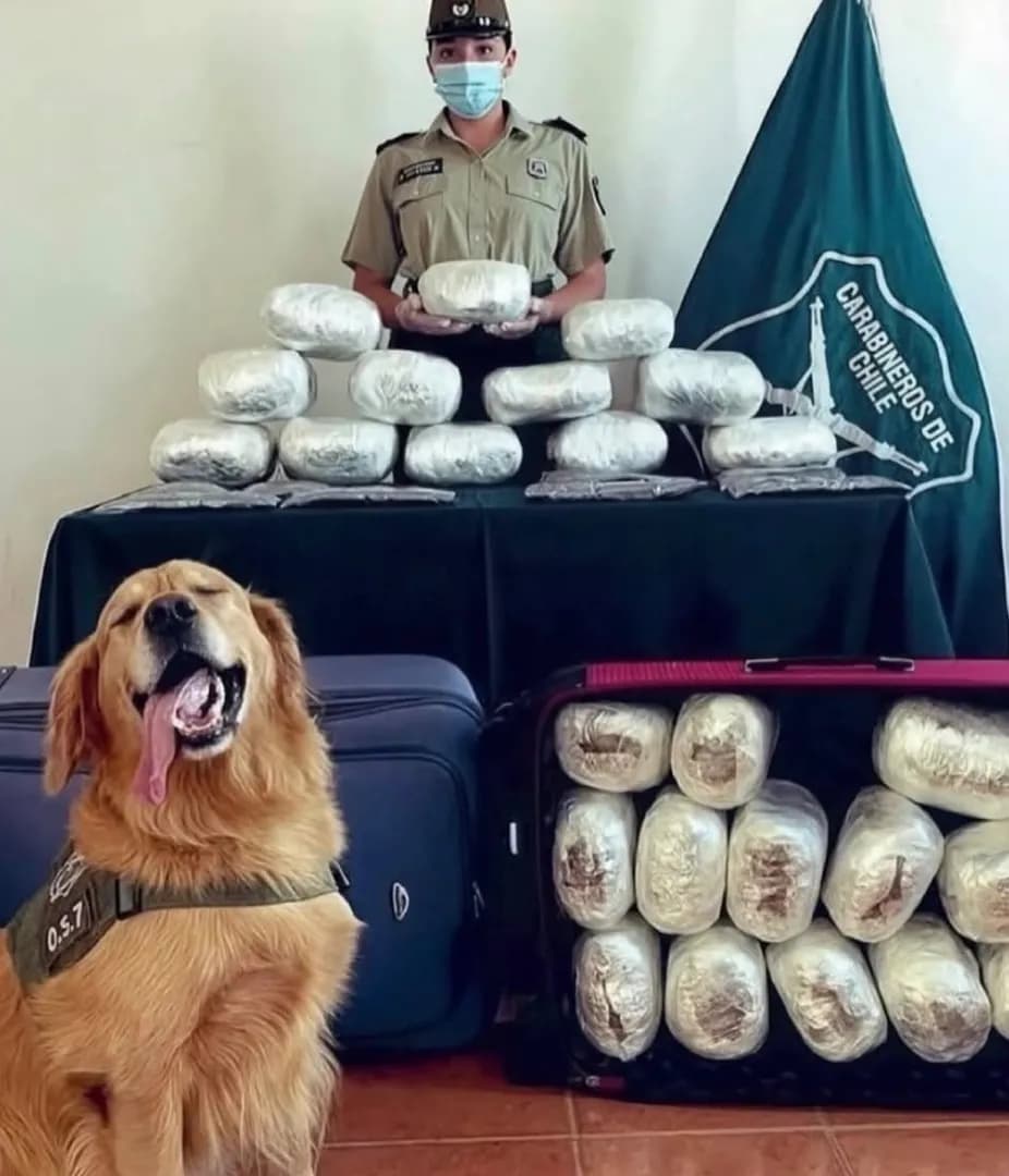 Police dogs pose with items they helped seize