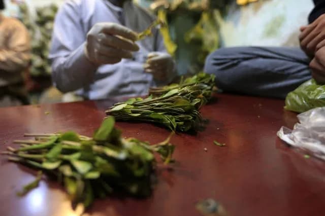 TIL that around 40% of Yemen’s total renewable water resources are used to grow khat, a mildly amphetamine-like drug widely consumed across the country and of major importance to its economy, despite