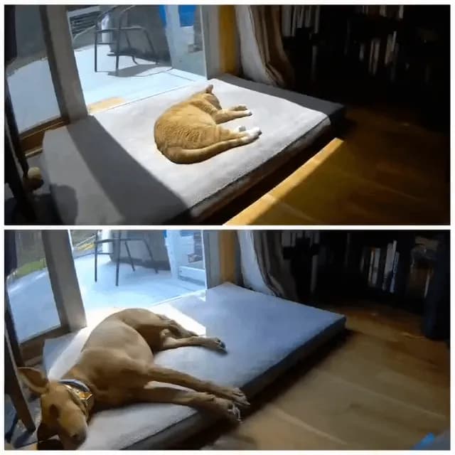 A video analysis of the difference between dog joining cat and cat joining the dog