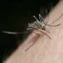 How the malaria parasite boosts its transmission potential under stress conditions