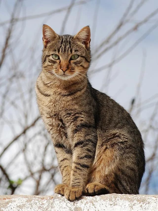 TIL that most of the orange cats are male 80% and 20% female