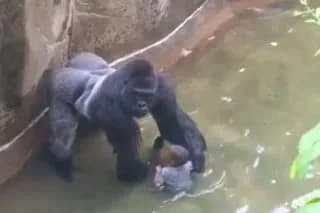 TIL when Harambe was 2 years old, his mother, his 11-month-old brother, and his two-year-old half-sister died of chlorine gas poisoning after a container of chlorine solution left too close to a space