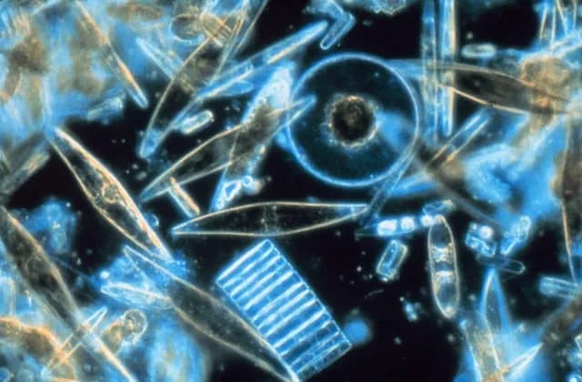 TIL that diatoms generate about 20 to 50 percent of the oxygen produced on the planet each year, and take in over 6.7 billion tonnes of silicon each year from the waters in which they live.