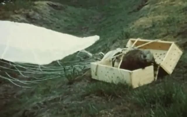 TIL that 76 beavers were parachuted out of a plane in 1950 to repopulate an area of Idaho, 75 survived the drop, and a population established.
