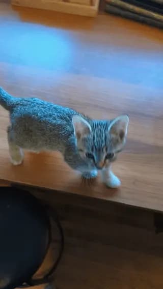 After only taking in feral kittens, I'm not used to having one this friendly and well socialized from day one. 😂❤️ I love her.