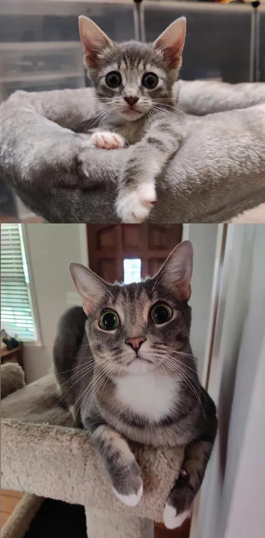 I genuinely thought Truffles would grow into those eyes. Three years later… still enormous.