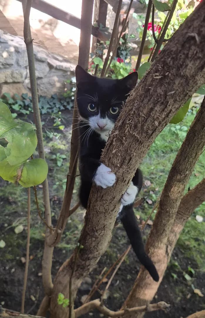 Cat safari