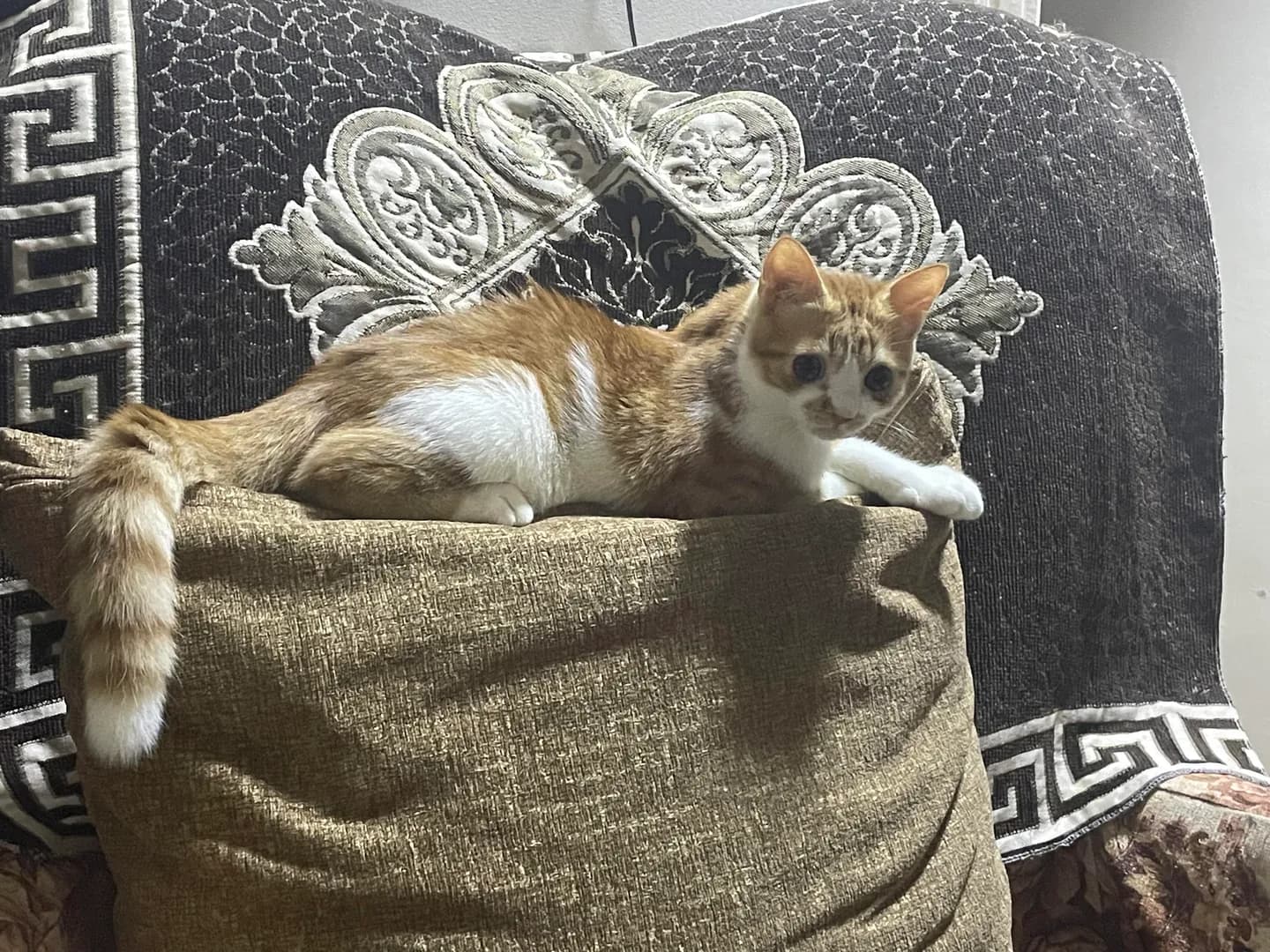 My angel who has pituitary dwarfism and will remain a kitten forever