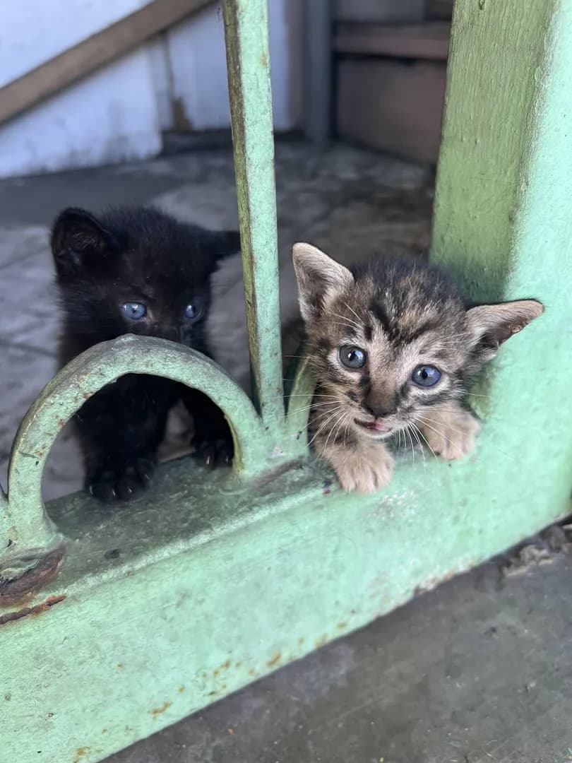 [OC] Two tiny security guards cautiously inspecting everyone who passes by the green gate.