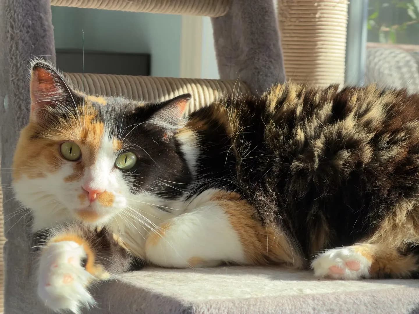 Cocotte from our shelter, in her forever home. It took some time (and 2 tries) but she finally have a home that’s perfect for her. She’s happy and she has friends. ❤️❤️❤️