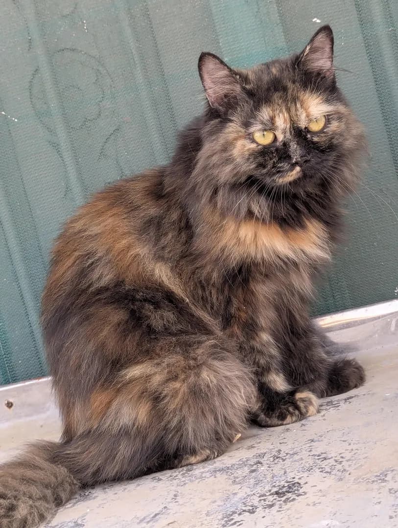 She looks angry but she's actually the cuddliest little loaf