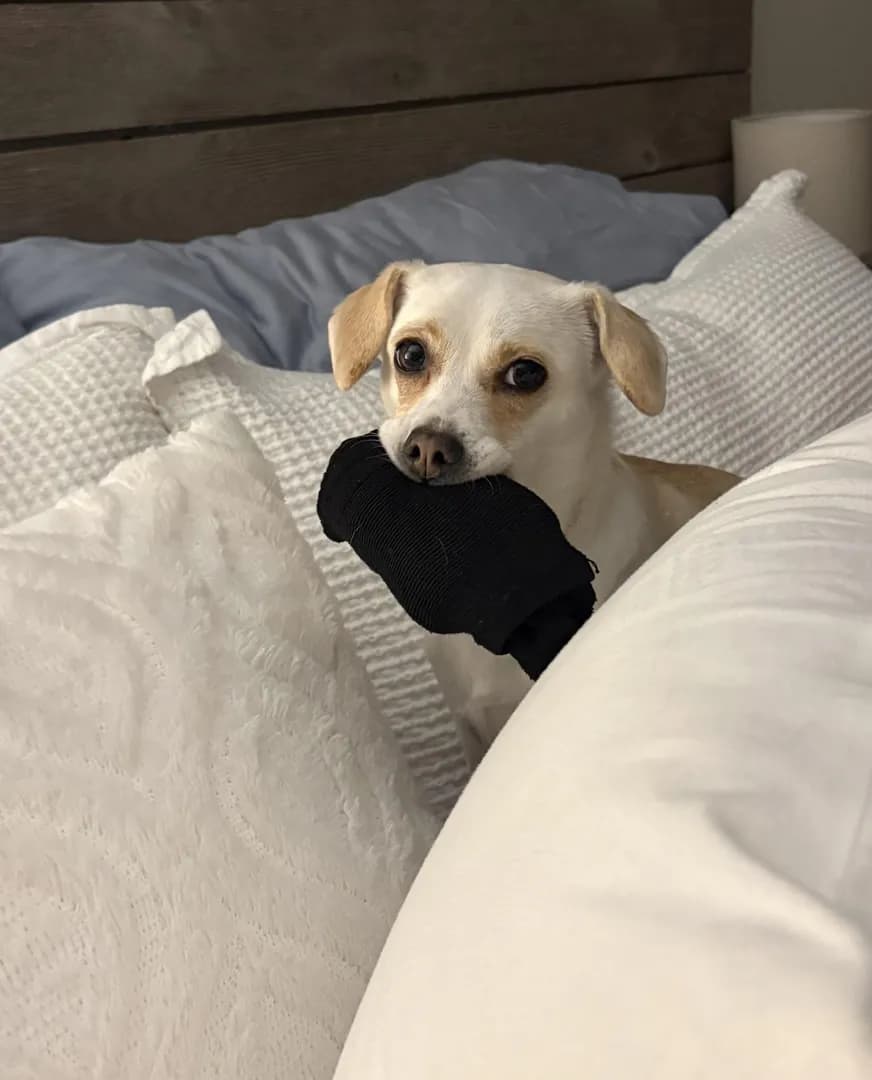 Sock Thief