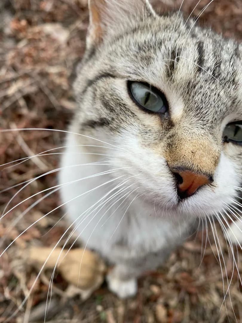 [OC] Getting a very close and personal inspection from a local backyard explorer today.