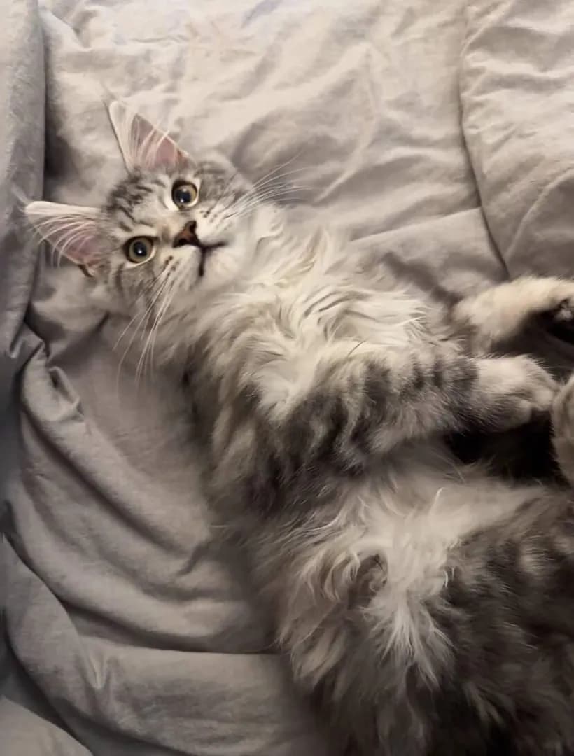 Adopted him, and he turned my whole life around