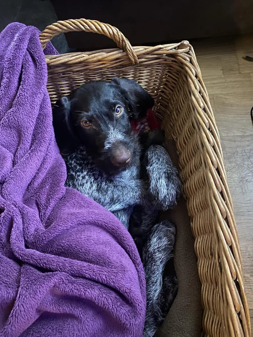 To her personal horror, she did in fact outgrow the basket
