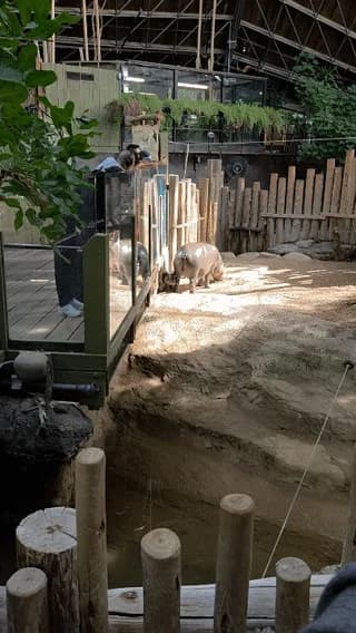 Maple the new Pygmy Hippo calf at tye Toronto Zoo