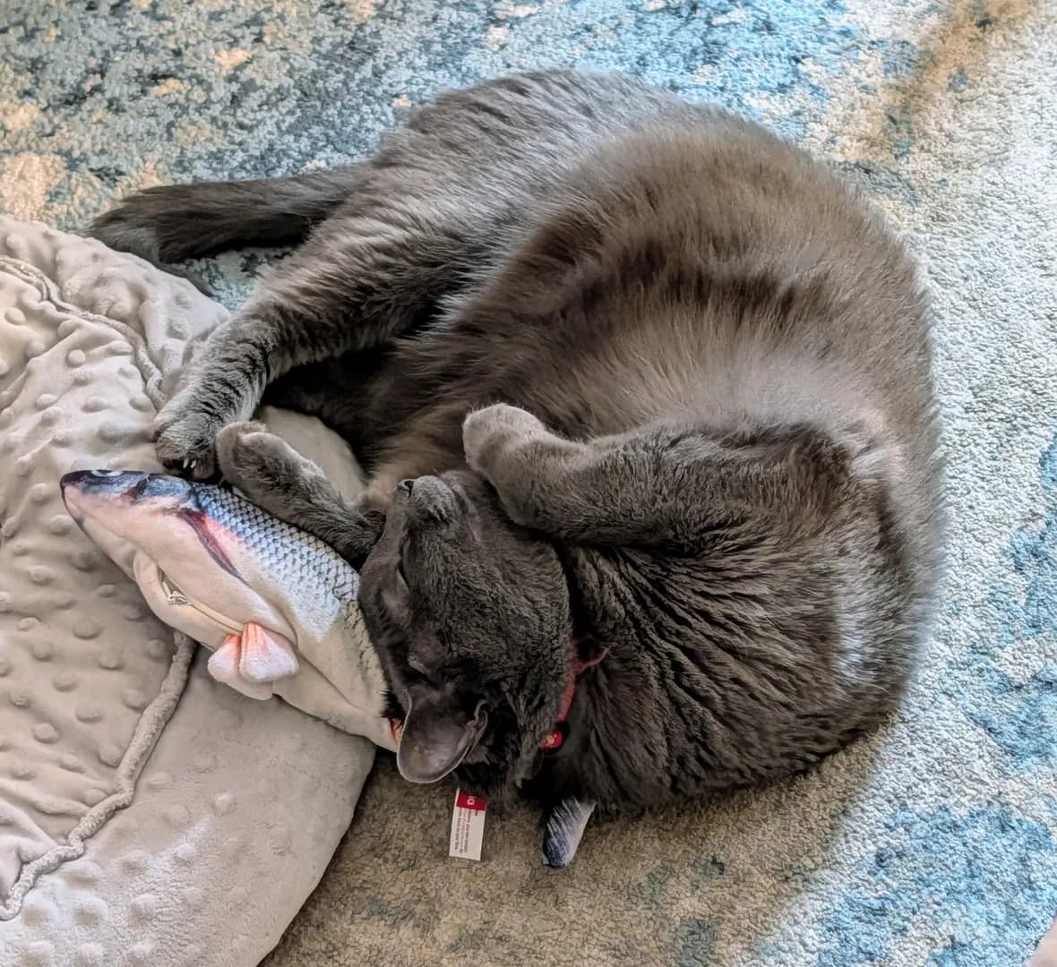 She wrestled with her floppy fish and then, exhausted, fell asleep on top of it