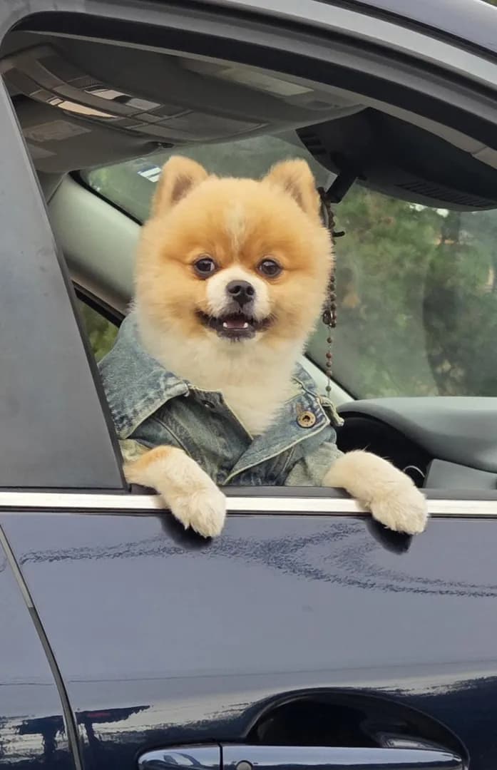Saw this happy floof at a stoplight yesterday.