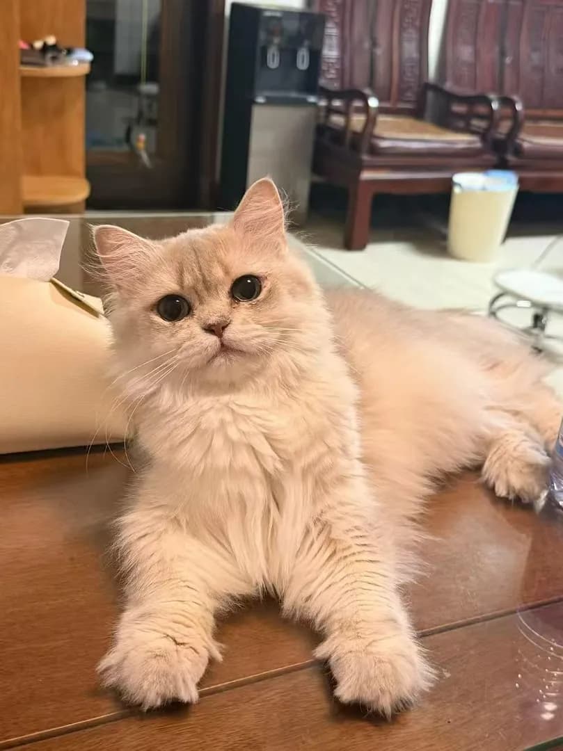 Puff looking like a real-life plushie. 🧸✨