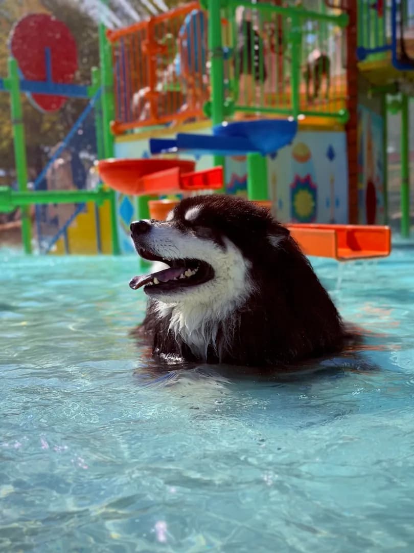 Took our pups to the water park for the last day of the season