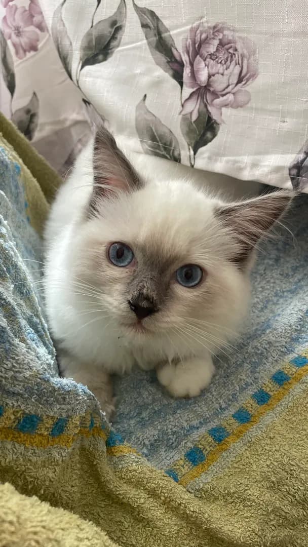 aww